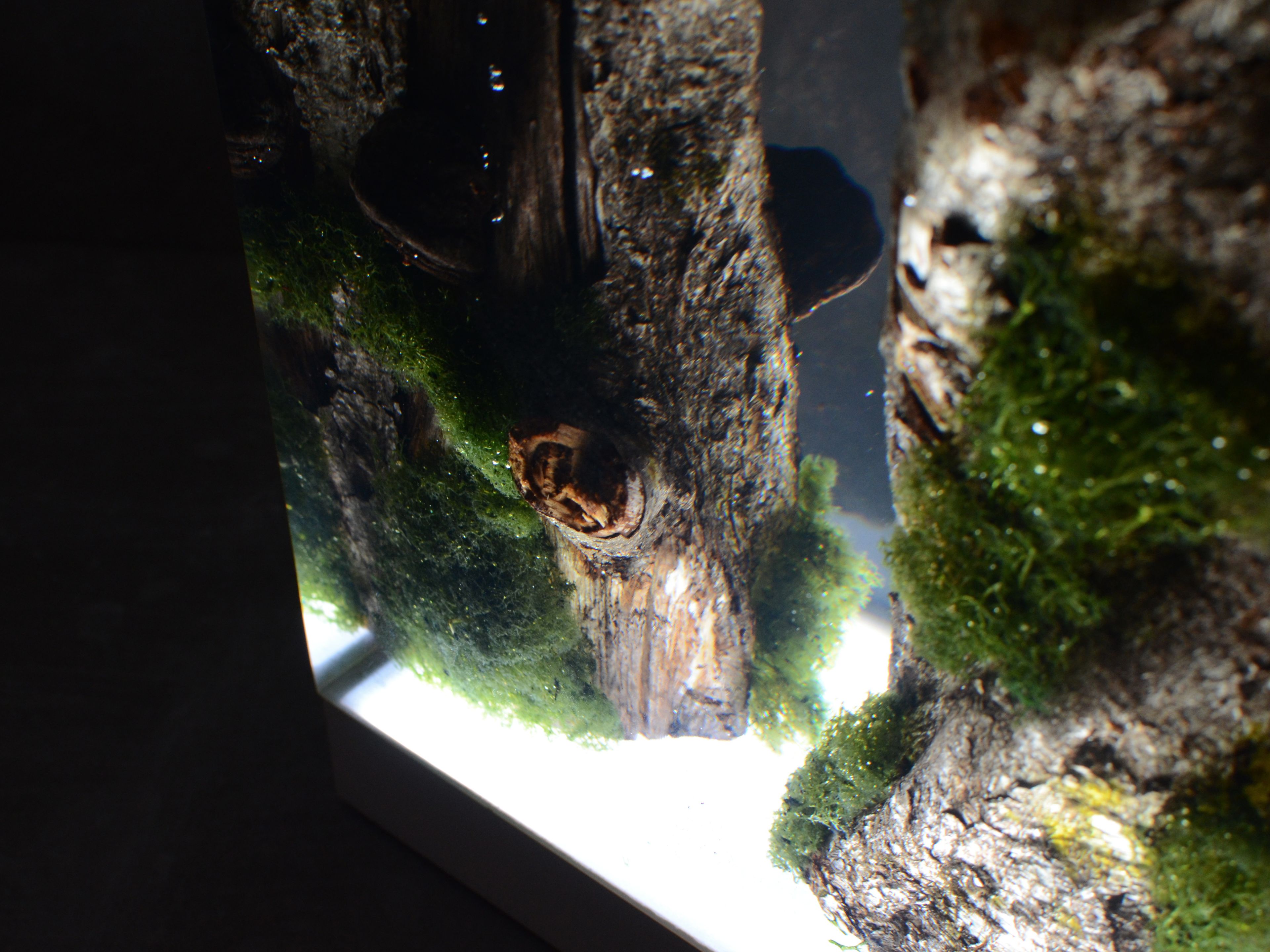 Светодиодная настольная лампа alcarol Подлесок ARCH-00036620 - Вид №13