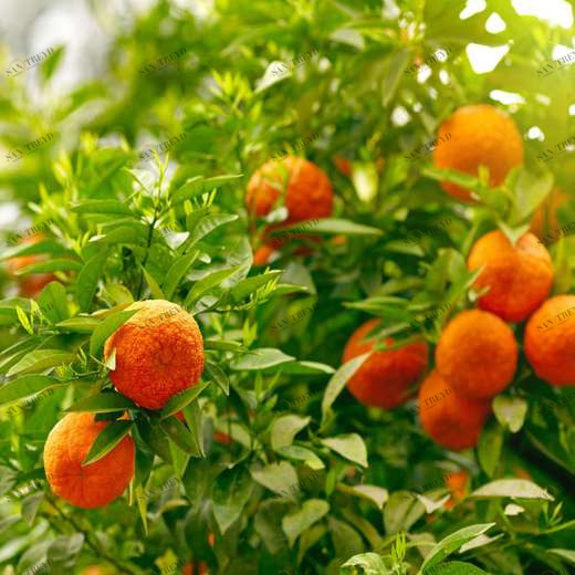 WP00226 Фотообои Verol Фотообои decoline 1х1 м