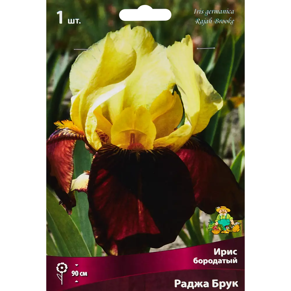 Ирис бородатый Раджа Брук ПОИСК STLM-2132153