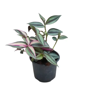 Традесканция Тайская - комнатное декоративно-лиственное растение 89436445