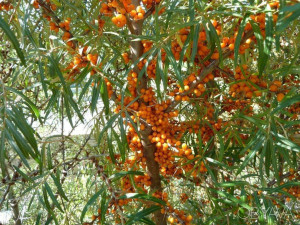 Саженец облепихи Микс Santreyd 85325548