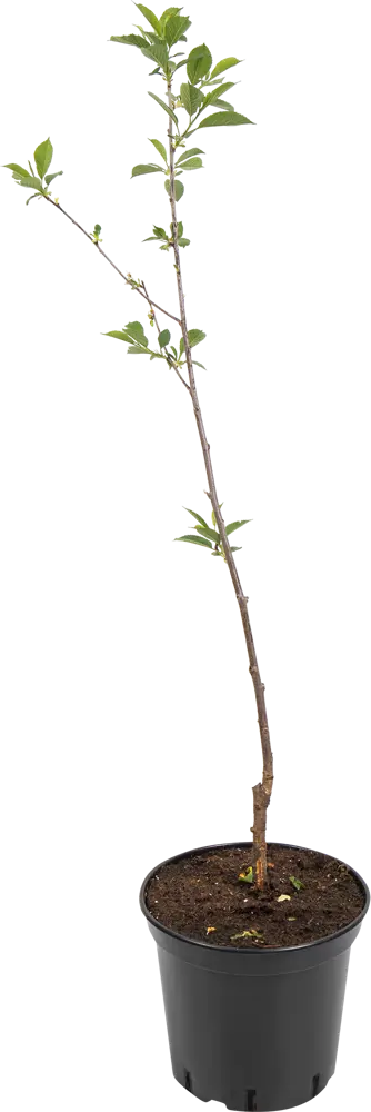 Вишня Любская Santreyd - саженец для богатого урожая 82585393