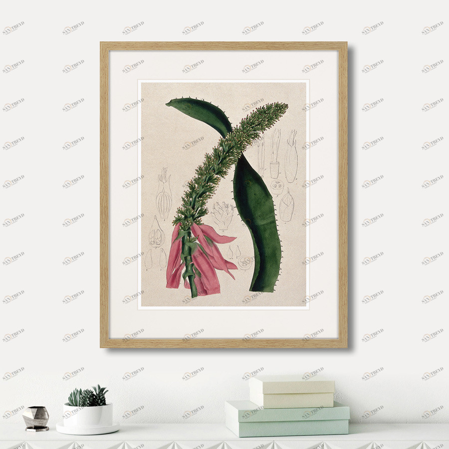Картина в раме 52х42 см Exotic plants of the world №2, 1815г. КАРТИНЫ В КВАРТИРУ  264350 Зеленый;розовый;разноцветный 