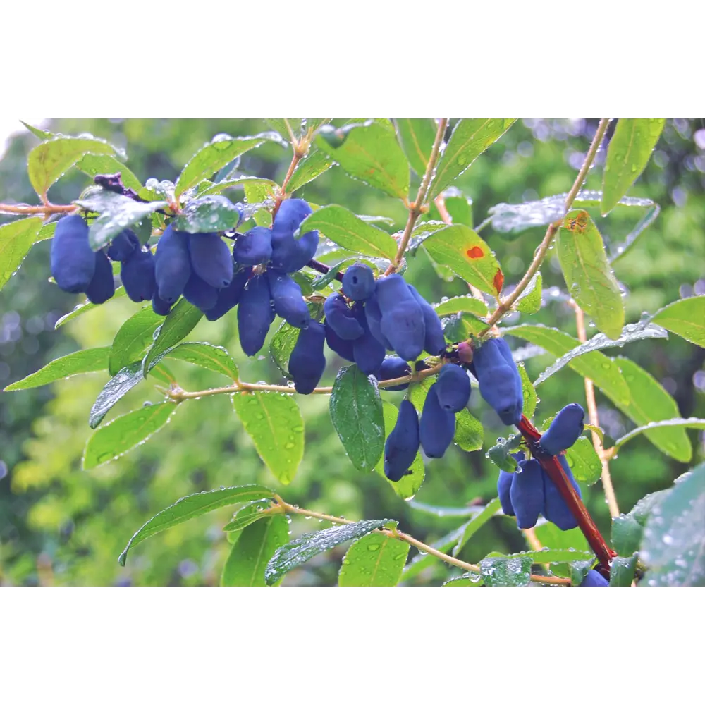 Жимолость Зимородок съедобная голубая h40 см PLANTMARKET STLM-2094698