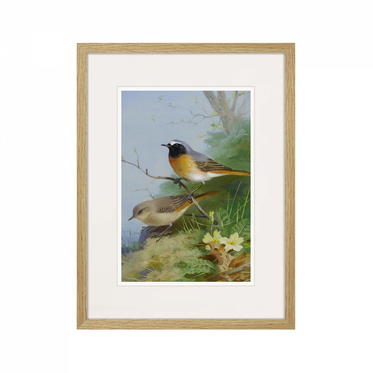 Литография на тонированной бумаге 42х32 см Pair of Redstarts, 1923г. КАРТИНЫ В КВАРТИРУ  264330 Белый;коричневый;разноцветный  - Вид №1