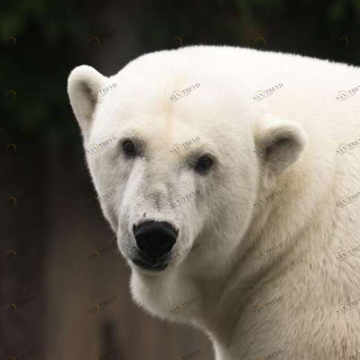 WP01975 Фотообои Verol Фотообои decoline 1х1 м