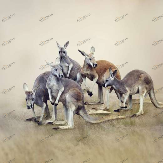 WP00762 Фотообои Verol Фотообои decoline 1х1 м