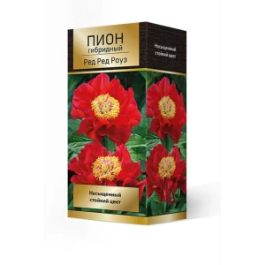 Пион гибридный Ред Роуз 88659243 STLM-2044878