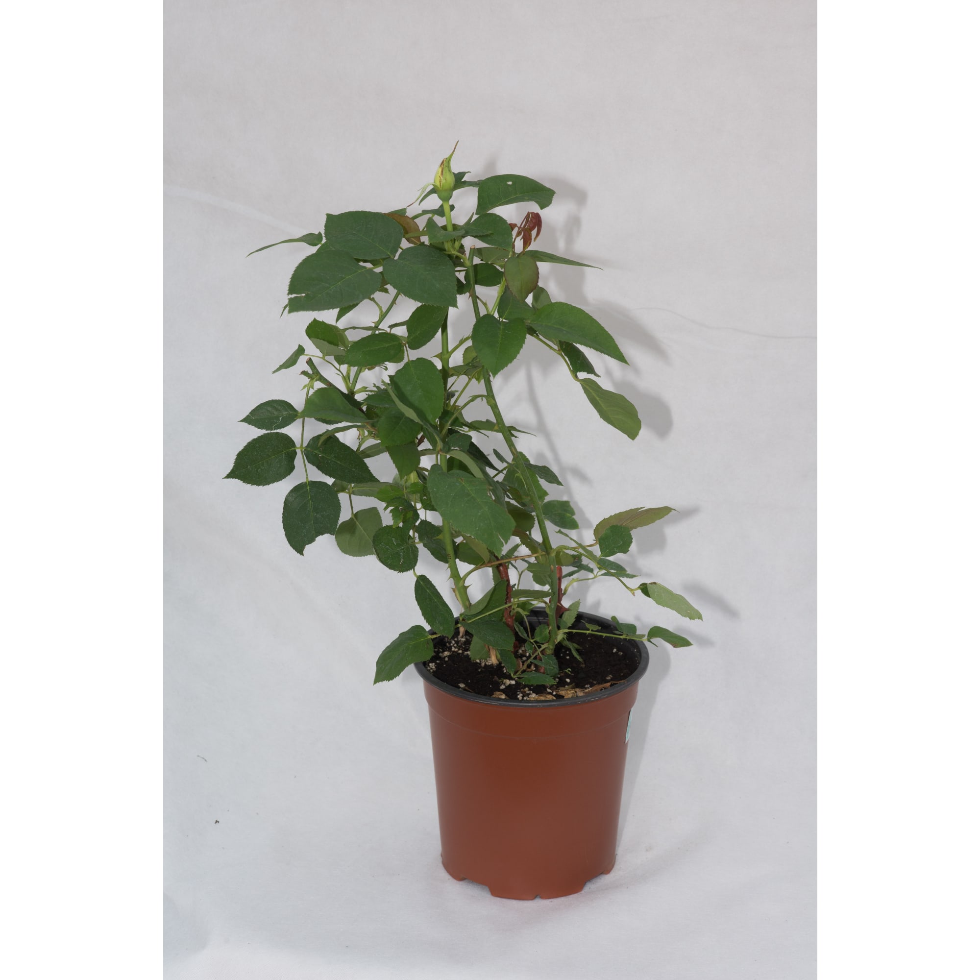 85324315 Клематис крупноцветковый Дженси Крим ø17 h50 см Santreyd  - Вид №2