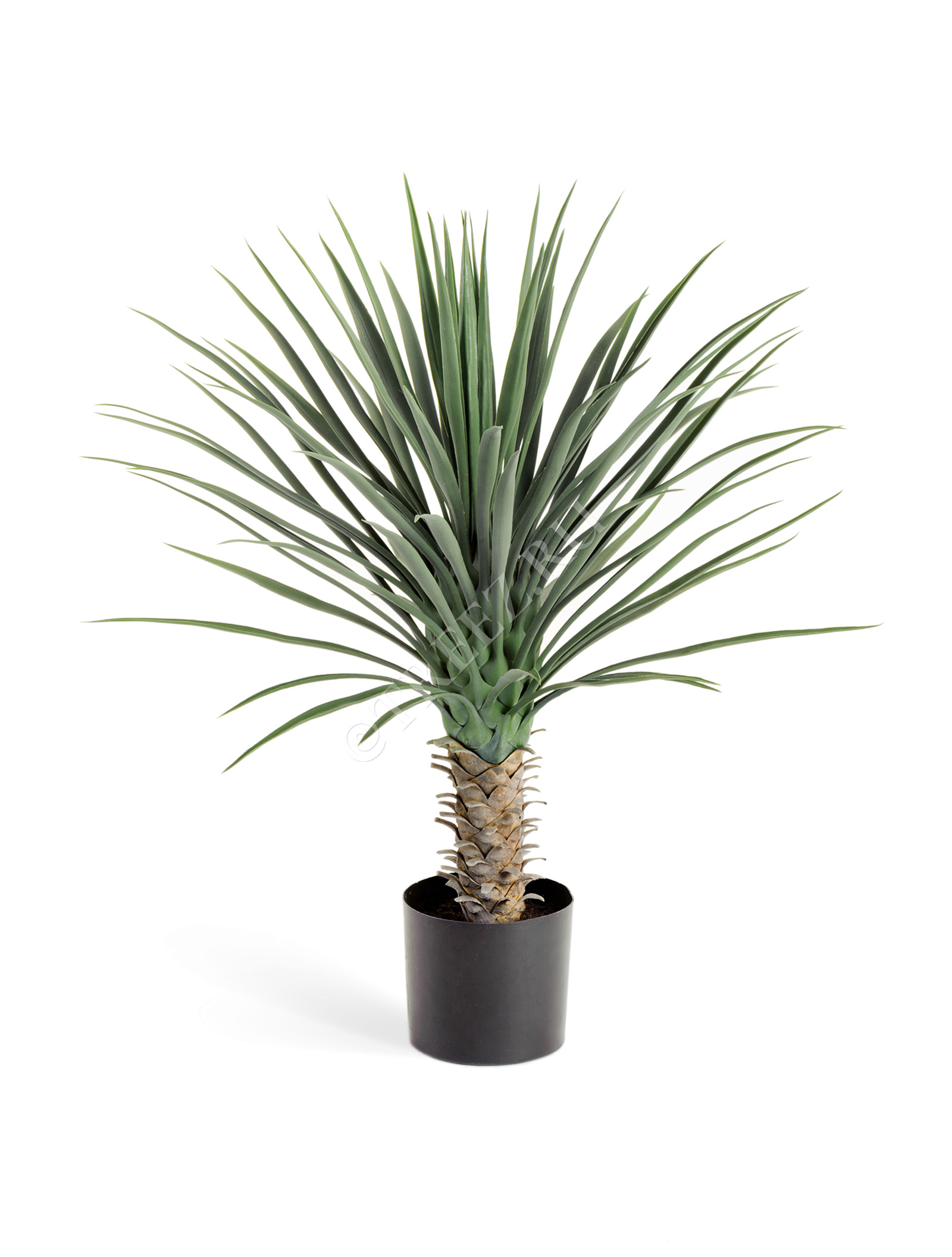 10.47902N Юкка Рострата куст Цветочная коллекция  - Вид №2