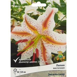 ПОИСК Лилия Эксельсиор - восточная красота для вашего сада 85205763