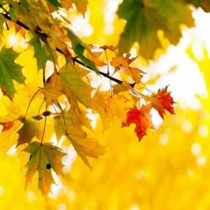 WP02400 Фотообои Verol Фотообои decoline 1х1 м