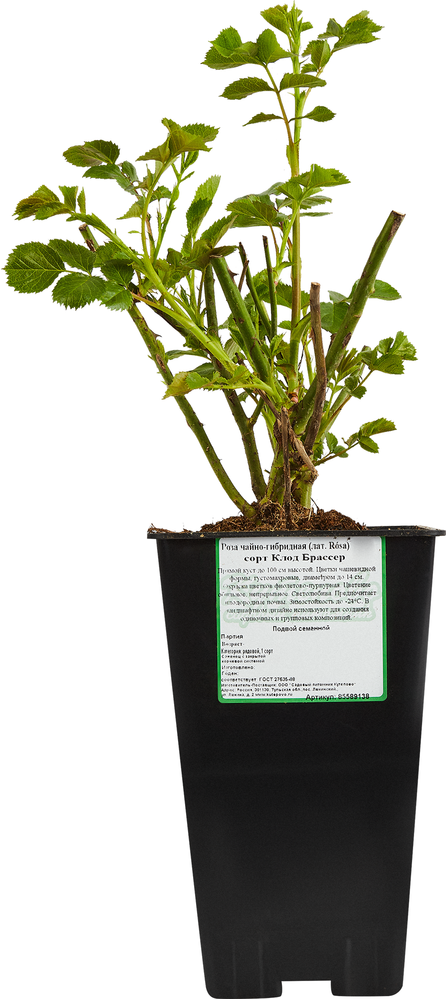 Чайно-гибридная роза Santreyd - многолетний саженец с разноцветными бутонами 85589138 STLM-0064354 - Вид №1