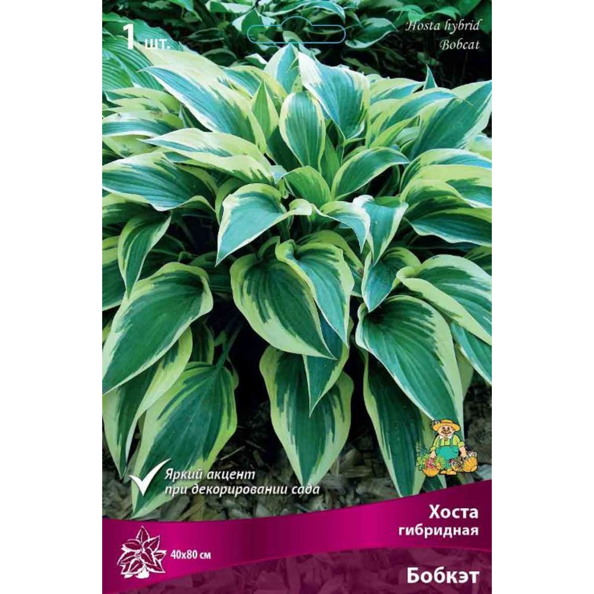 83597619 Хоста гибридная Бобкэт луковица I Santreyd 