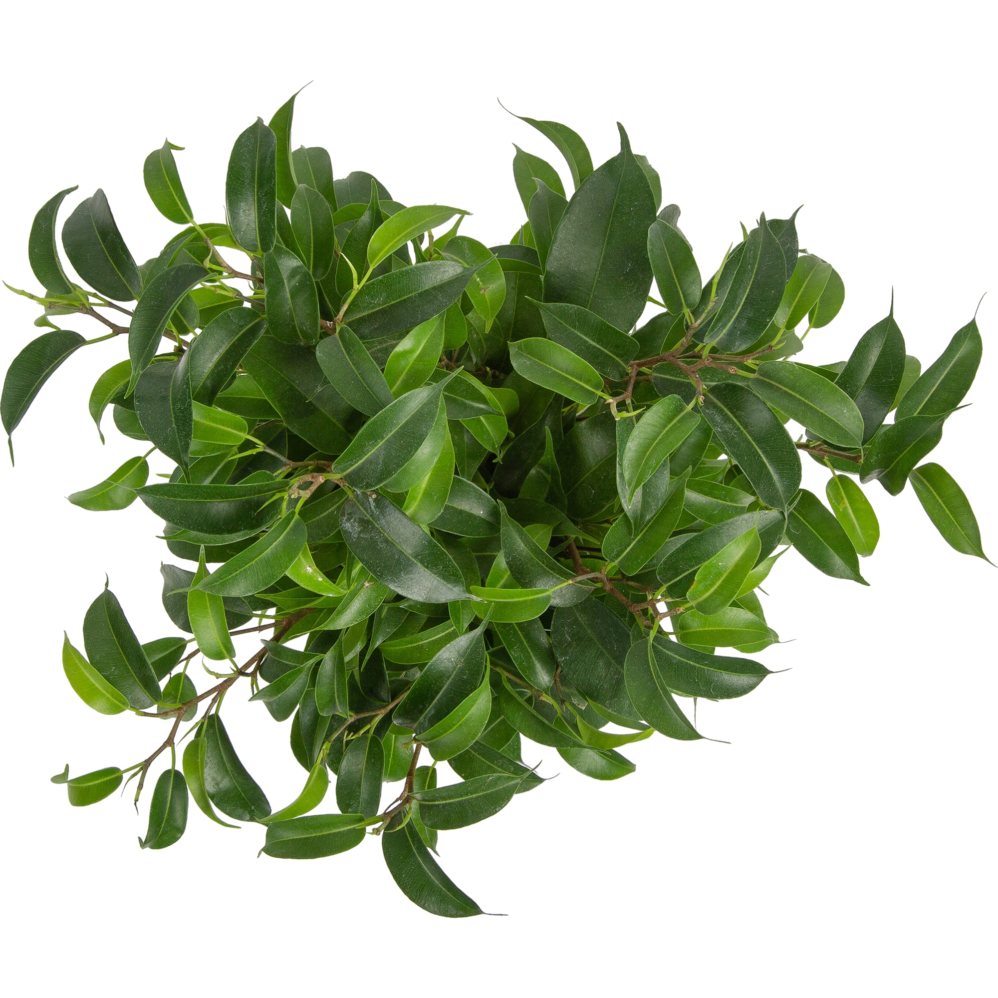 82850358 Фикус "Наташа цветной джут" 12х35 см Santreyd  - Вид №1