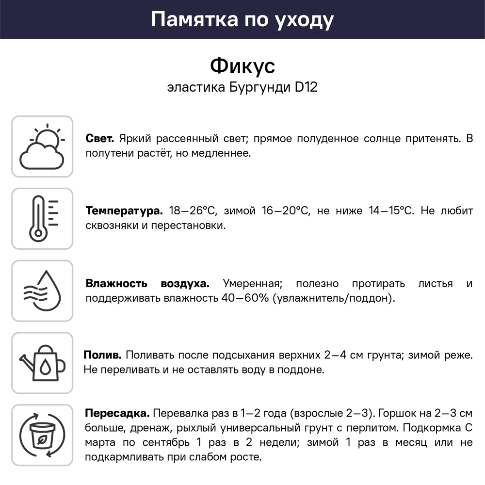 Фикус эластика Бургунди ø12 h15 см 89421977 STLM-2190506 Santreyd  - Вид №1