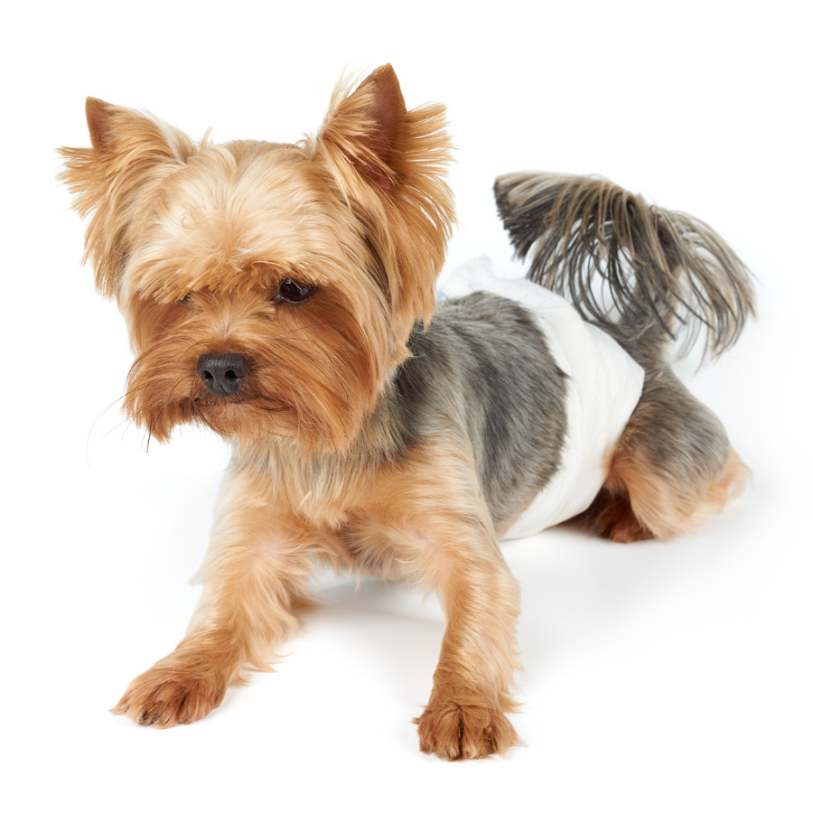 ПР0046994 Пояса Male Pet Diaper одноразовые впитывающие для кобелей размер М 10шт Dono  - Вид №3