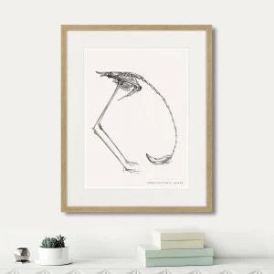 Картина в раме 52х42 см Phanicopterus ruber, 1867г. КАРТИНЫ В КВАРТИРУ  264399 Серый