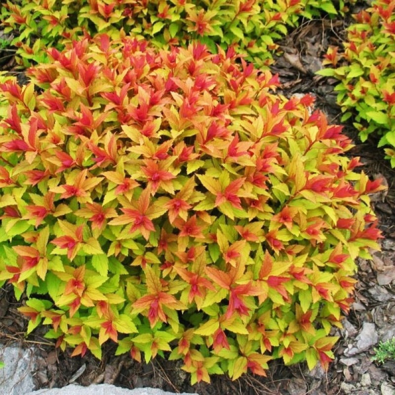 Спирея японская Голдфлейм - многолетний цветущий кустарник 87811840 Santreyd STLM-0075761