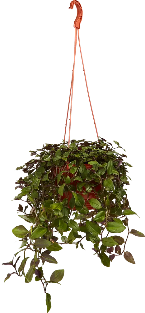 Santreyd Традесканция Зебрина в кашпо с розово-зелеными листьями 85535971