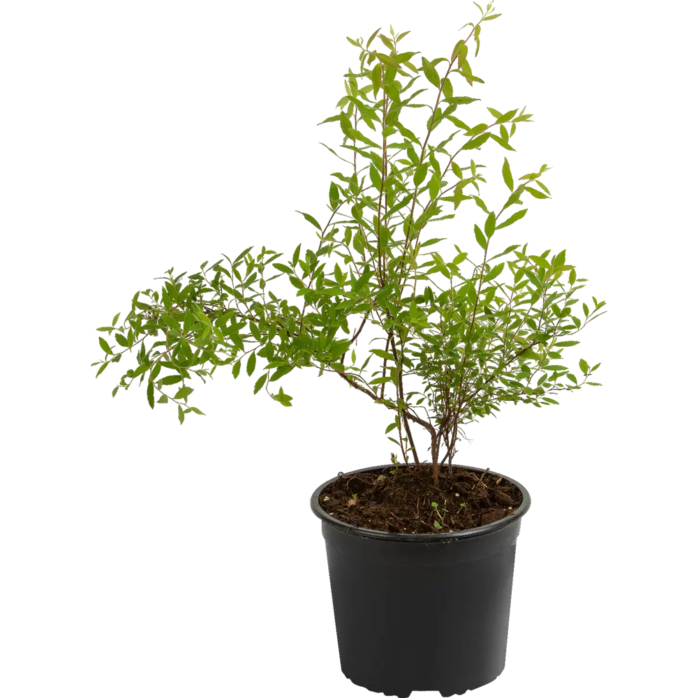 Спирея серая Грефшейм Santreyd - саженец с поникающими ветвями 85325004 STLM-0061555