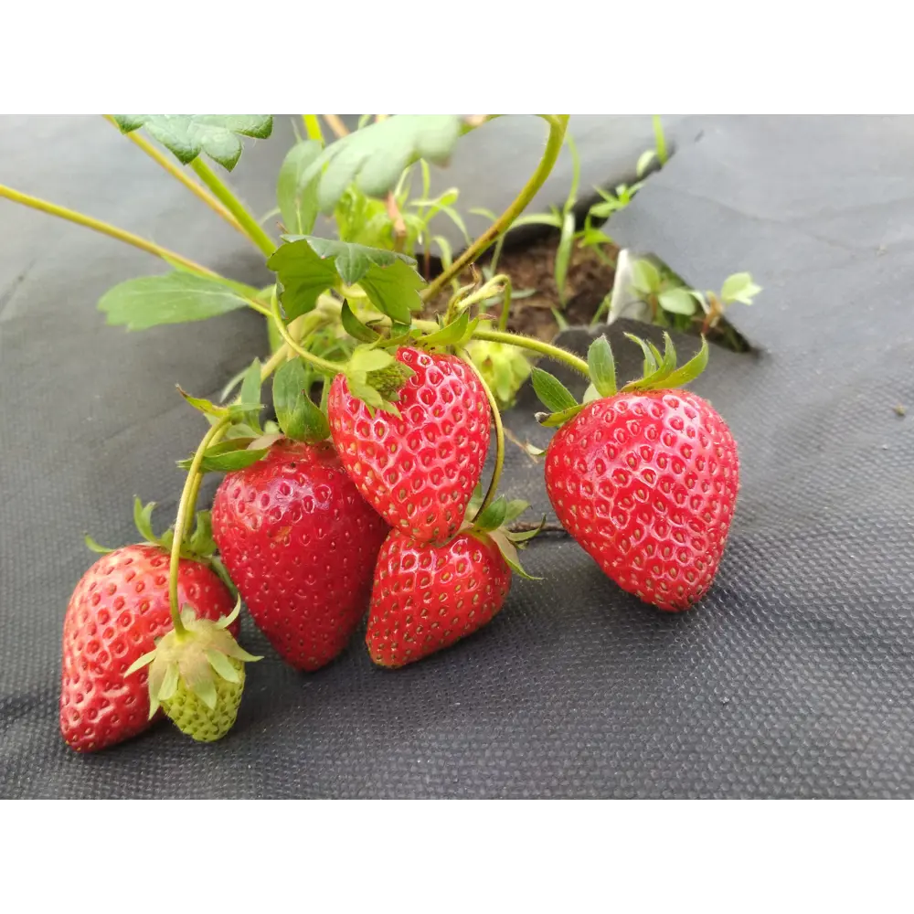 Земляника садовая «Сирия» 9x15 см PLANTMARKET STLM-2010963