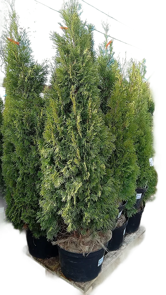 87904749 Туя западная Смарагд ø40 h200 - 200 см STLM-0076164 PLANTMARKET