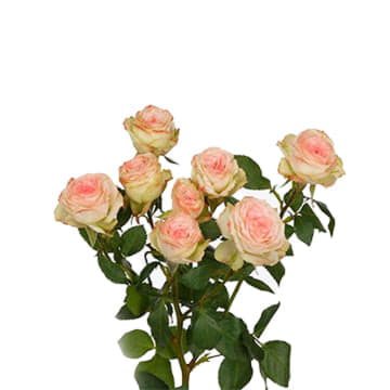 Роза тр арти 70 см Santreyd 24678 - Вид №1