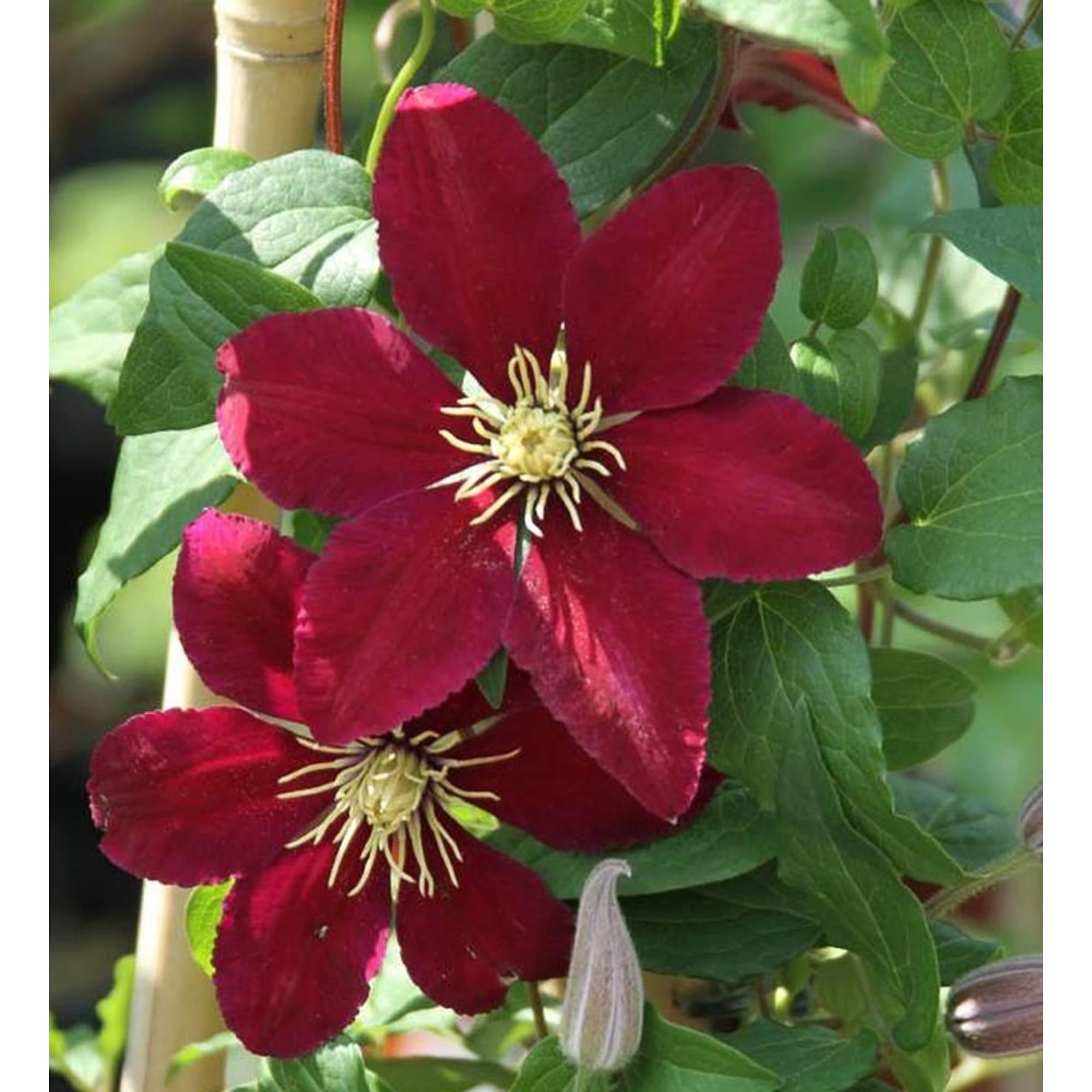 82585309 Клематис крупноцветковый «Ниобе» 17x40 см Santreyd  - Вид №2