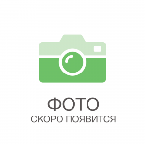 84872853 Роза чайно-гибридная Муви Стар h40 см