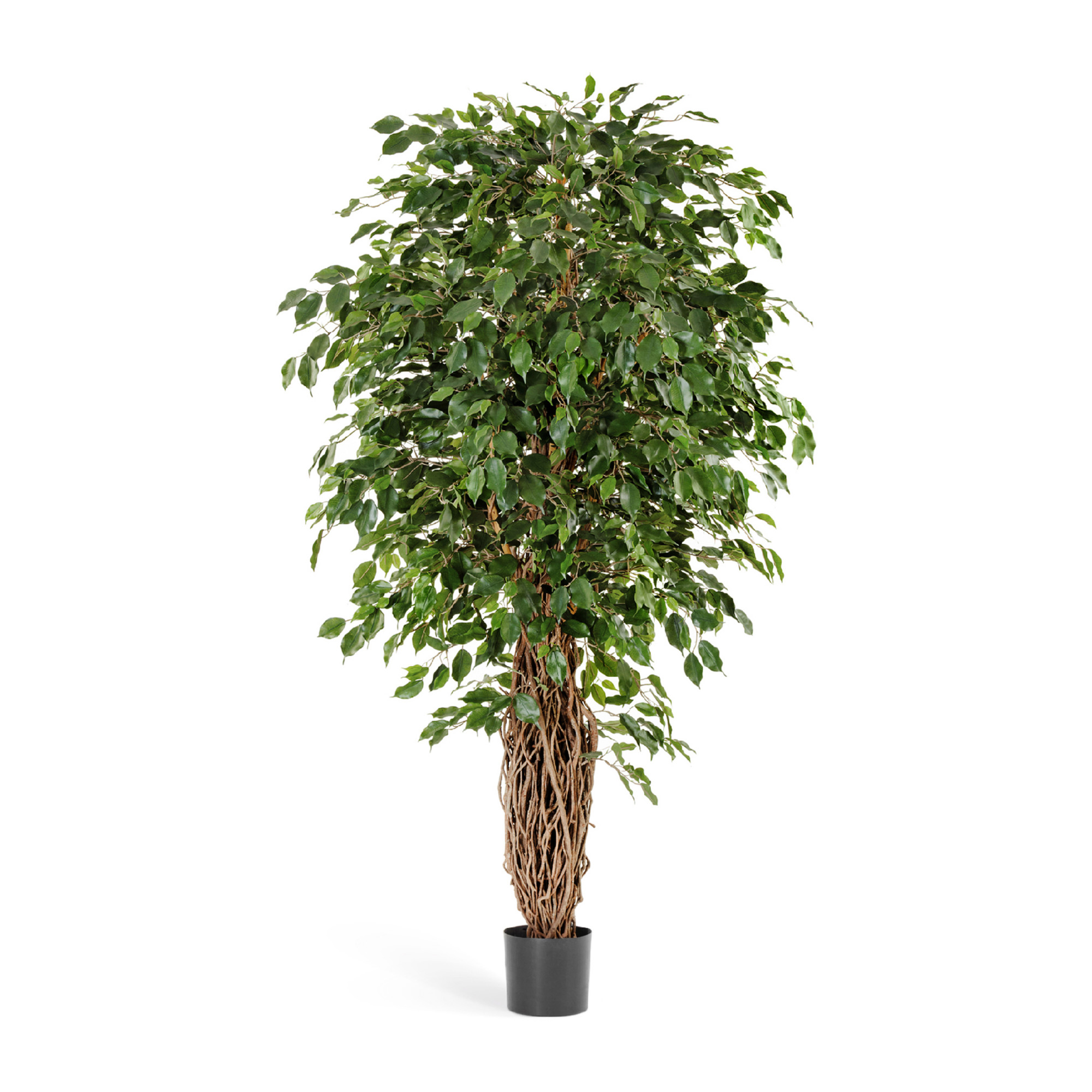 2000983189882 Фикус Бенджамина Лиана де люкс 210 см LINDDNA Santreyd 