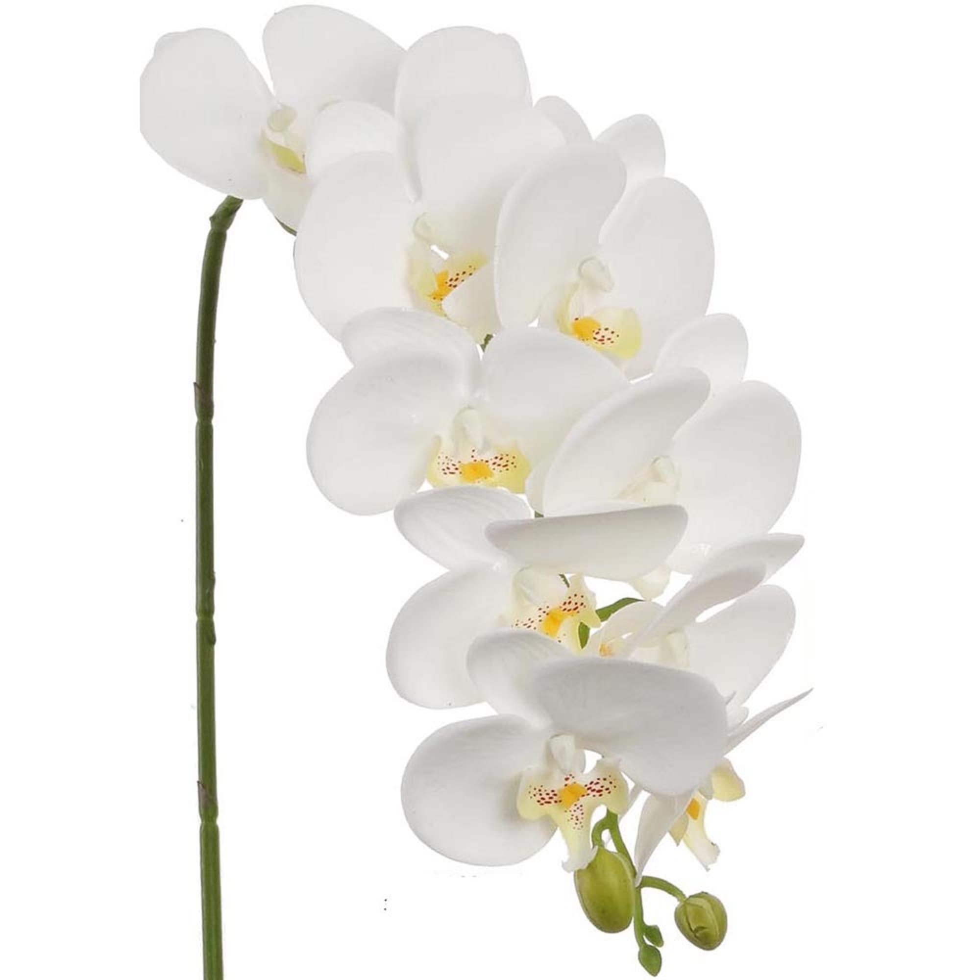 13974277 Орхидея Фаленопсис Экстра микс 1 стебель ø12 h55 - 70 см Santreyd  - Вид №5