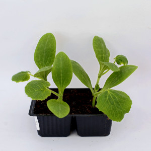 Рассада кабачка-патиссона Микс Santreyd 87544052