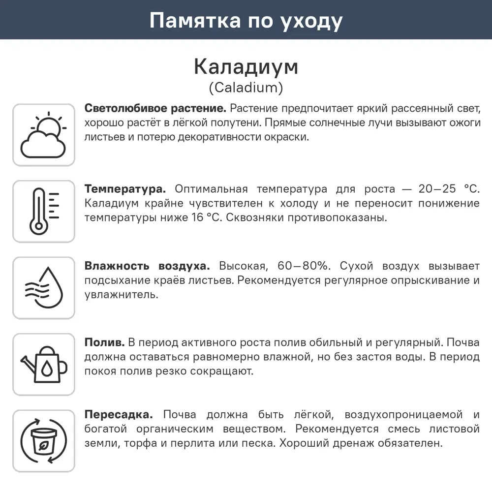 Каладиум Пепперминт ø10.5 h25 см 89447112 STLM-2010485 ГОРКУНОВ  - Вид №2