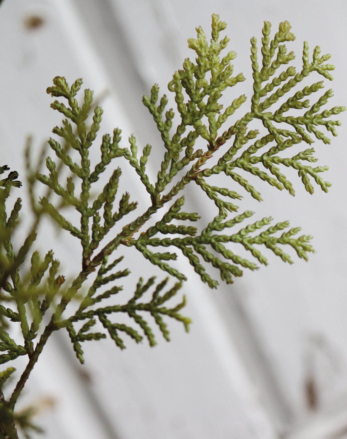 1451 883 a3 Искусственный кедр, 4-х компонентный, 84 см, зеленый H-andreas  - Вид №2