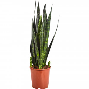 82850378 Сансевиерия "Блэк Корал" 21х80 см