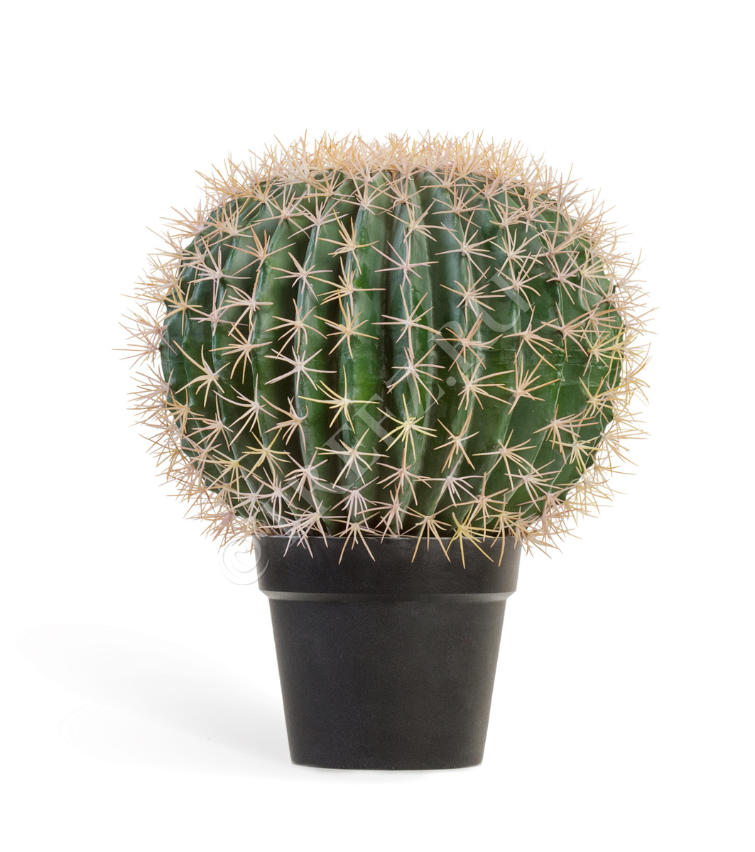 10.091830N Кактус Баррель Цветочная коллекция  - Вид №1