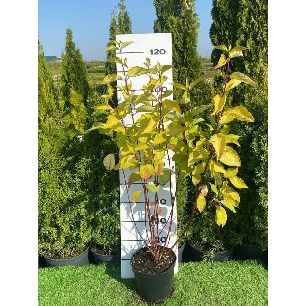 Дерен Ауреа h80 - 100 см 89355320 STLM-2129580 Santreyd 