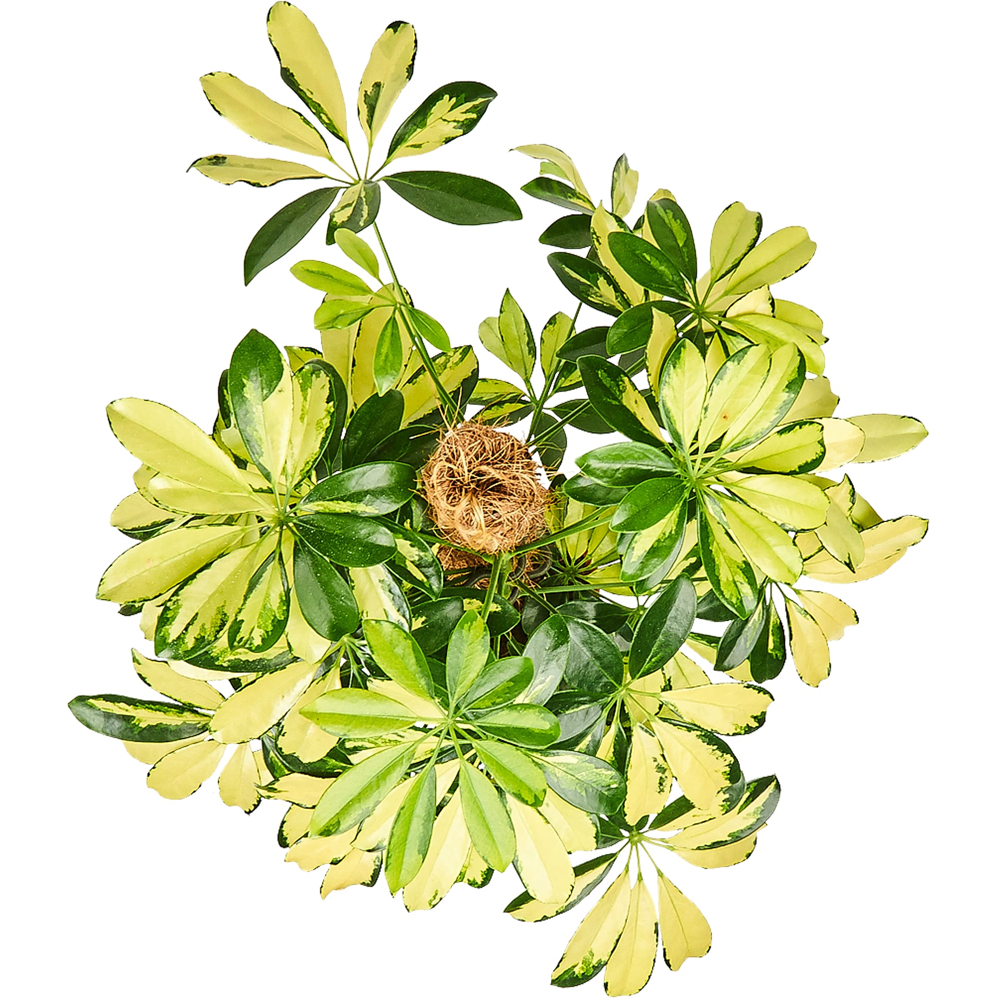 82877357 Шеффлера Тринити 17x80 см Santreyd  - Вид №1