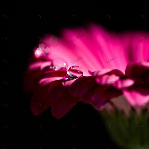 WP00008 Фотообои Verol Фотообои decoline 1х1 м