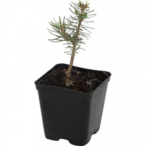 18321451 Пихта в коробке