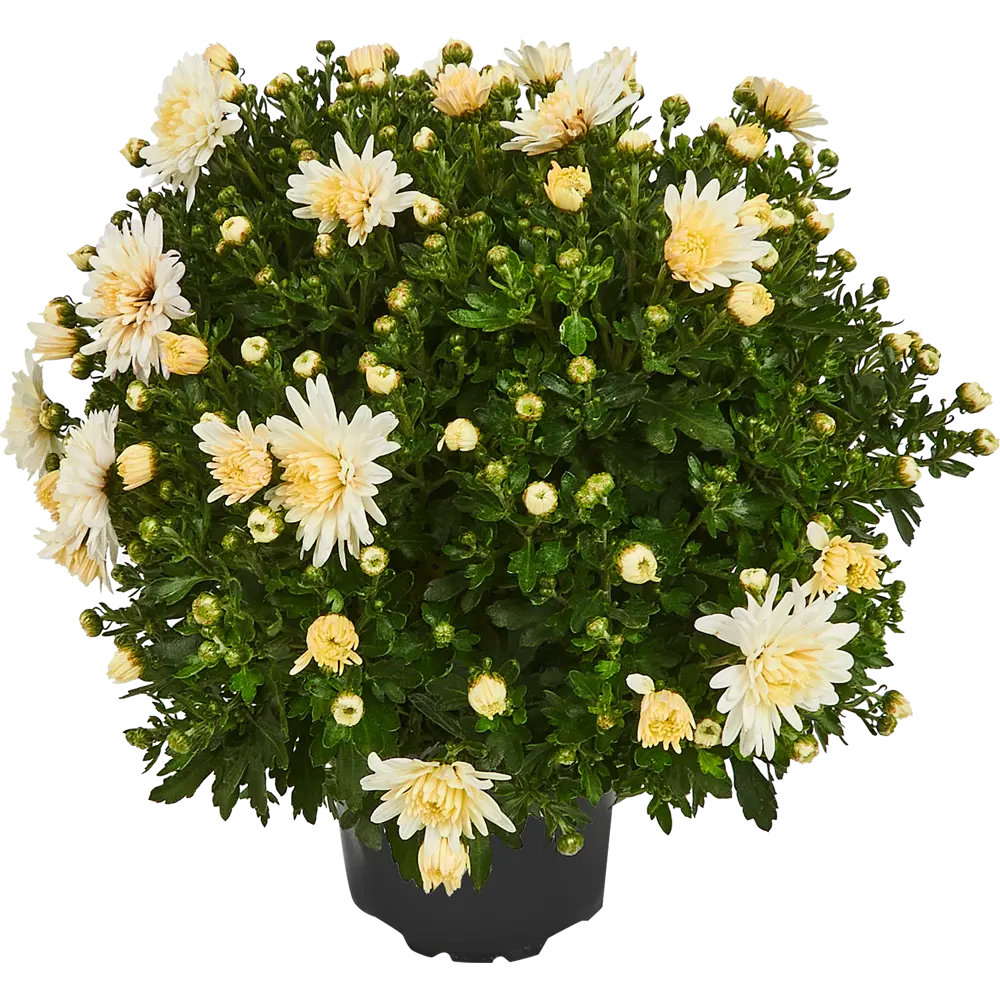 Santreyd Хризантема индийская микс — цветущее украшение сада и интерьера 82755463 STLM-1532424 - Вид №1