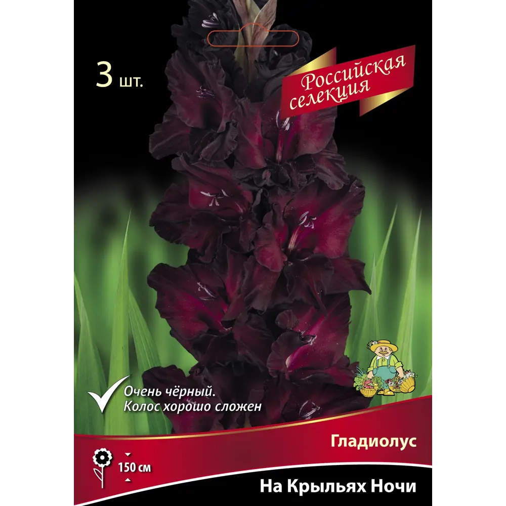 Гладиолус На крыльях ночи, 3 шт. 89351818 STLM-2004360 ПОИСК 