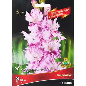 Гладиолус Ва-Банк, 3 шт 86410054 STLM-2167489