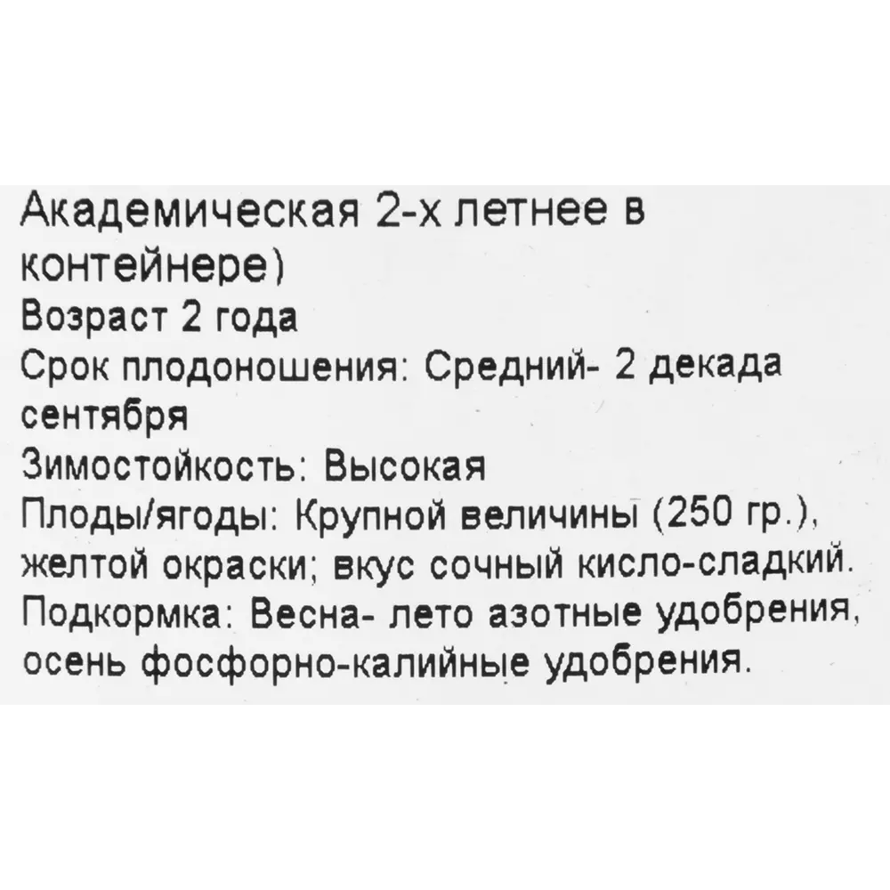 Груша «Академическая» 2 года 22x130-180 см 82625420 STLM-2125616 PLANTMARKET  - Вид №1