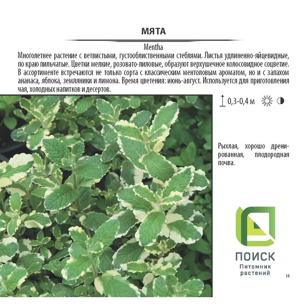 Мята в сортах V1.5л 17897521 STLM-2031054 Santreyd  - Вид №3
