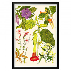 896519665_1818 Арт-постер «Цветочная энциклопедия, глава 29» Object Desire