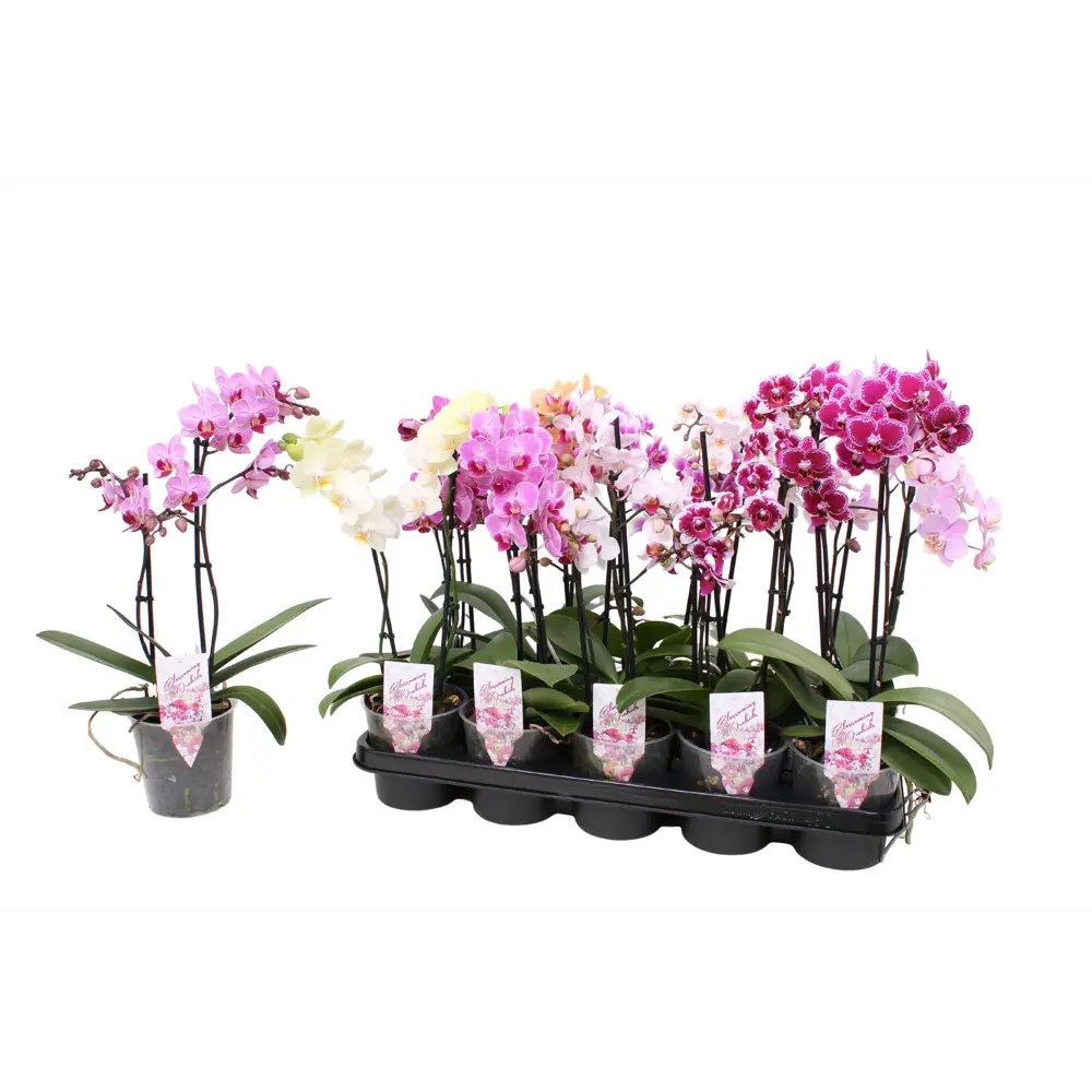 Фаленопсис мультифлора - цветущая орхидея в горшке ø12 см 89434570 Santreyd STLM-1579855