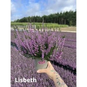 89382933 Вереск обыкновенный Фрау фиолетовый ø9 h10 см STLM-1429874