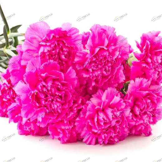 WP02558 Фотообои Verol Фотообои decoline 1х1 м